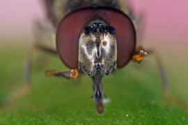 Platycheirus albimanus / Graue Breitfuschwebfliege / Schwebfliegen - Syrphidae / Ordnung: Zweiflgler - Diptera / Fliegen - Brachycera