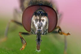 Platycheirus albimanus / Graue Breitfuschwebfliege / Schwebfliegen - Syrphidae / Ordnung: Zweiflgler - Diptera / Fliegen - Brachycera