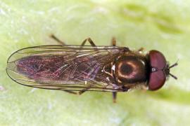 Platycheirus albimanus / Graue Breitfuschwebfliege / Schwebfliegen - Syrphidae / Ordnung: Zweiflgler - Diptera / Fliegen - Brachycera