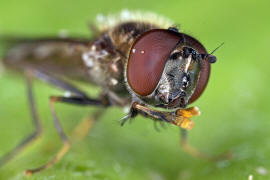 Platycheirus albimanus / Graue Breitfuschwebfliege / Schwebfliegen - Syrphidae / Ordnung: Zweiflgler - Diptera / Fliegen - Brachycera