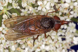 Rhingia campestris / Feld-Schnauzenschwebfliege / Schwebfliegen - Syrphidae
