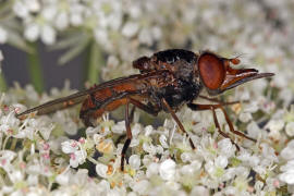 Rhingia campestris / Feld-Schnauzenschwebfliege / Schwebfliegen - Syrphidae