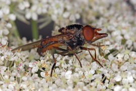 Rhingia campestris / Feld-Schnauzenschwebfliege / Schwebfliegen - Syrphidae