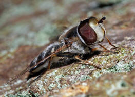 Scaeva pyrastri / Spte Grostirnschwebfliege / Schwebfliegen - Syrphidae / Ordnung: Zweiflgler - Diptera / Fliegen - Brachycera