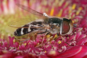 Scaeva pyrastri / Spte Grostirnschwebfliege / Schwebfliegen - Syrphidae / Ordnung: Zweiflgler - Diptera / Fliegen - Brachycera