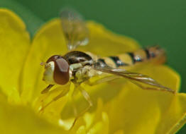 Sphaerophoria scripta / Gemeine Langbauchschwebfliege / Stiftschwebfliege / Schwebfliegen - Syrphidae / Ordnung: Zweiflgler - Diptera / Fliegen - Brachycera