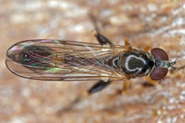 Sphegina clunipes / Gemeine Taillen-Schwebfliege / Schwebfliegen - Syrphidae / Ordnung: Zweiflgler - Diptera / Fliegen - Brachycera