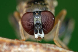 Sphegina clunipes / Gemeine Taillen-Schwebfliege / Schwebfliegen - Syrphidae / Ordnung: Zweiflgler - Diptera / Fliegen - Brachycera