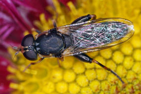 Syritta pipiens / Gemeine Keulenschwebfliege / Kleine Mistbiene / Familie: Schwebfliegen - Syrphidae / Ordnung: Diptera - Zweiflgler