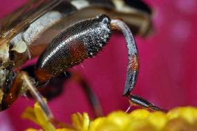 Syritta pipiens / Gemeine Keulenschwebfliege / Kleine Mistbiene / Familie: Schwebfliegen - Syrphidae / Ordnung: Diptera - Zweiflgler