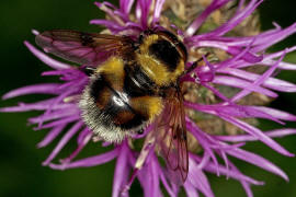 Volucella bombylans var. plumata / Hummel-Waldschwebfliege / Hummelschwebfliege / Schwebfliegen - Syrphidae / Ordnung: Zweiflgler - Diptera / Fliegen - Brachycera