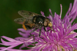 Volucella bombylans var. bombylans / Hummel-Waldschwebfliege / Hummelschwebfliege / Schwebfliegen - Syrphidae / Ordnung: Zweiflgler - Diptera / Fliegen - Brachycera