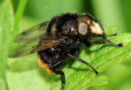 Volucella bombylans var. bombylans / Hummel-Waldschwebfliege / Hummelschwebfliege / Schwebfliegen - Syrphidae / Ordnung: Zweiflgler - Diptera / Fliegen - Brachycera