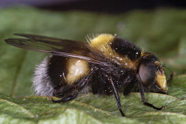 Volucella bombylans var. plumata / Hummel-Waldschwebfliege / Hummelschwebfliege / Schwebfliegen - Syrphidae / Ordnung: Zweiflgler - Diptera / Fliegen - Brachycera