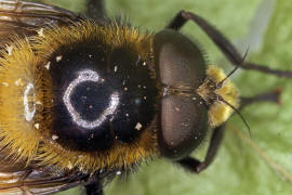 Volucella bombylans var. plumata / Hummel-Waldschwebfliege / Hummelschwebfliege / Schwebfliegen - Syrphidae / Ordnung: Zweiflgler - Diptera / Fliegen - Brachycera