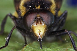 Volucella bombylans var. plumata / Hummel-Waldschwebfliege / Hummelschwebfliege / Schwebfliegen - Syrphidae / Ordnung: Zweiflgler - Diptera / Fliegen - Brachycera