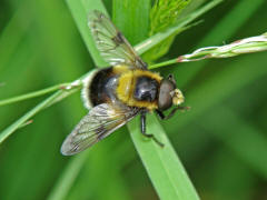 Volucella bombylans var. plumata / Hummel-Waldschwebfliege / Hummelschwebfliege / Schwebfliegen - Syrphidae / Ordnung: Zweiflgler - Diptera / Fliegen - Brachycera