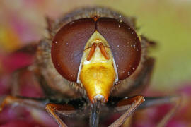 Volucella inanis / Gebänderte Waldschwebfliege / Schwebfliegen - Syrphidae