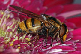 Volucella inanis / Gebnderte Waldschwebfliege / Schwebfliegen - Syrphidae