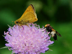 Volucella pellucens / Gemeine Waldschwebfliege / Schwebfliegen - Syrphidae / Ordnung: Zweiflgler - Diptera / Fliegen - Brachycera