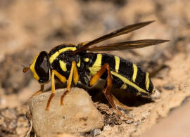 Xanthogramma citrofasciatum / Frhe Gelbrandschwebfliege /  Schwebfliegen - Syrphidae / Ordnung: Zweiflgler - Diptera / Fliegen - Brachycera