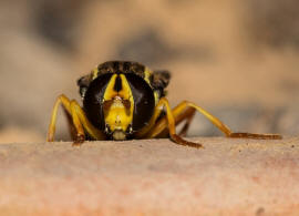 Xanthogramma citrofasciatum / Frhe Gelbrandschwebfliege /  Schwebfliegen - Syrphidae / Ordnung: Zweiflgler - Diptera / Fliegen - Brachycera