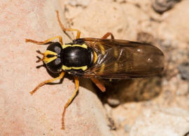 Xanthogramma citrofasciatum / Frhe Gelbrandschwebfliege /  Schwebfliegen - Syrphidae / Ordnung: Zweiflgler - Diptera / Fliegen - Brachycera