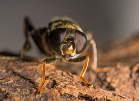 Xylota ignava (Panzer, 1798) / Schwebfliegen - Syrphidae / Diptera - Zweiflgler