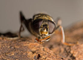 Xylota ignava (Panzer, 1798) / Schwebfliegen - Syrphidae / Diptera - Zweiflgler