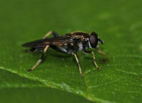 Xylota segnis / Gemeine Langbauchschwebfliege / Syrphidae - Schwebfliegen