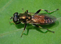 Xylota segnis / Gemeine Langbauchschwebfliege / Syrphidae - Schwebfliegen