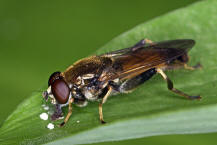 Xylota segnis / Gemeine Langbauchschwebfliege / Syrphidae - Schwebfliegen