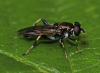 Xylota segnis / Gemeine Langbauchschwebfliege / Syrphidae - Schwebfliegen