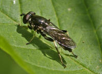 Xylota segnis / Gemeine Langbauchschwebfliege / Syrphidae - Schwebfliegen