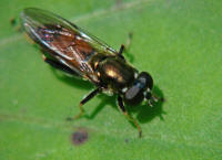 Xylota segnis / Gemeine Langbauchschwebfliege / Syrphidae - Schwebfliegen