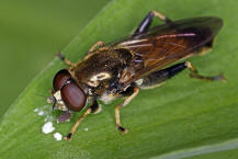 Xylota segnis / Gemeine Langbauchschwebfliege / Syrphidae - Schwebfliegen