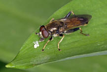 Xylota segnis / Gemeine Langbauchschwebfliege / Syrphidae - Schwebfliegen