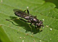 Xylota segnis / Gemeine Langbauchschwebfliege / Syrphidae - Schwebfliegen