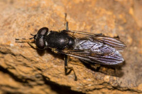 Xylota sylvarum / Goldhaar-Langbauchschwebfliege / Schwebfliegen - Syrphidae Ordnung: Zweiflgler - Diptera / Fliegen - Brachycera