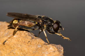 Xylota sylvarum / Goldhaar-Langbauchschwebfliege / Schwebfliegen - Syrphidae Ordnung: Zweiflgler - Diptera / Fliegen - Brachycera