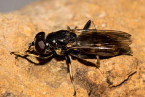 Xylota sylvarum / Goldhaar-Langbauchschwebfliege / Schwebfliegen - Syrphidae Ordnung: Zweiflgler - Diptera / Fliegen - Brachycera