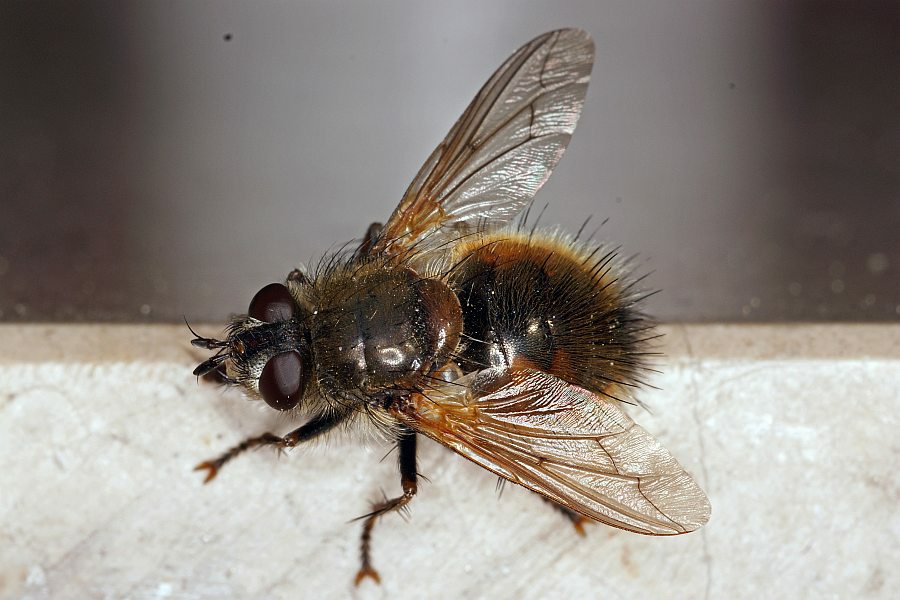 Tachina lurida / Ohne deutschen Namen / Raupenfliegen - Tachinidae / Ordnung: Zweiflügler - Diptera