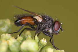 Clairvillia biguttata / Ohne deutschen Namen / Raupenfliegen - Tachinidae / Ordnung: Zweiflgler - Diptera