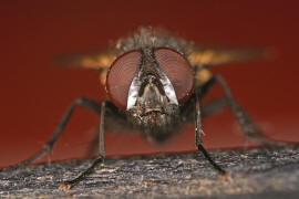 Clairvillia biguttata / Ohne deutschen Namen / Raupenfliegen - Tachinidae / Ordnung: Zweiflgler - Diptera