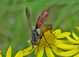 Cylindromyia bicolor / Ohne deutschen Namen / Raupenfliegen - Tachinidae / Ordnung: Zweiflgler - Diptera