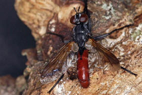 Cylindromyia bicolor / Ohne deutschen Namen / Raupenfliegen - Tachinidae / Ordnung: Zweiflgler - Diptera