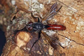 Cylindromyia bicolor / Ohne deutschen Namen / Raupenfliegen - Tachinidae / Ordnung: Zweiflgler - Diptera