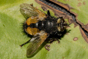 Nowickia ferox / Schwarzfhler Borstenfliege / Raupenfliegen - Tachinidae / Ordnung: Zweiflgler - Diptera
