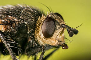 Nowickia ferox / Schwarzfhler Borstenfliege / Raupenfliegen - Tachinidae / Ordnung: Zweiflgler - Diptera