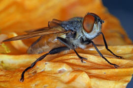 Phasia aurigera / Goldschildfliege / Raupenfliegen - Tachinidae / Ordnung: Zweiflgler - Diptera